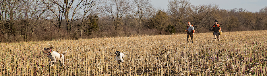 Sporting Dogs